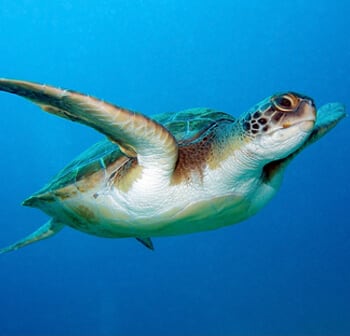 Loggerhead Turtles
