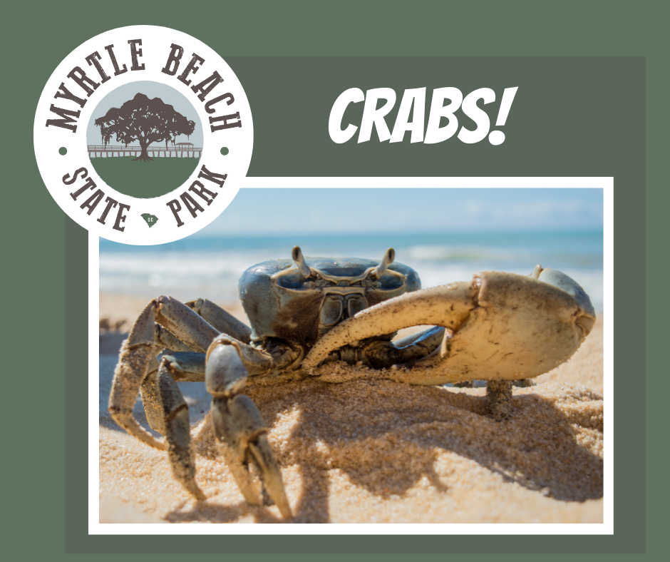 A Crabby Experience! At Myrtle Beach State Park