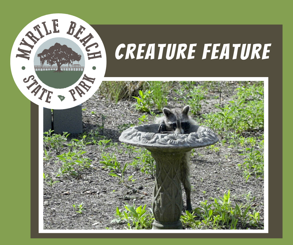 Creature Feature! At Myrtle Beach State Park
