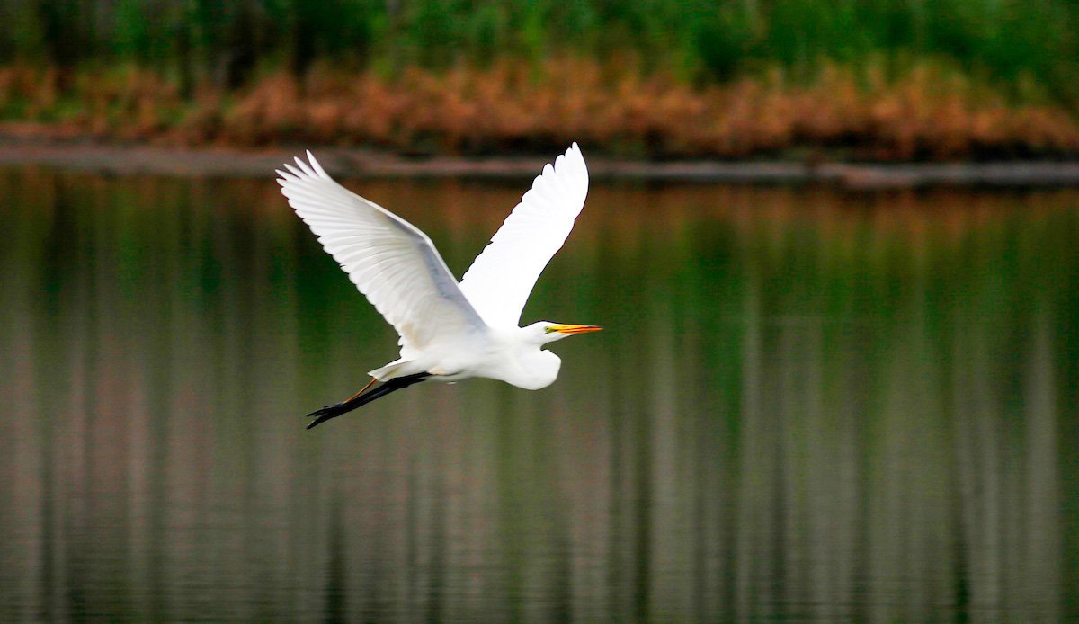 Coastal Birding At Huntington Beach State Park