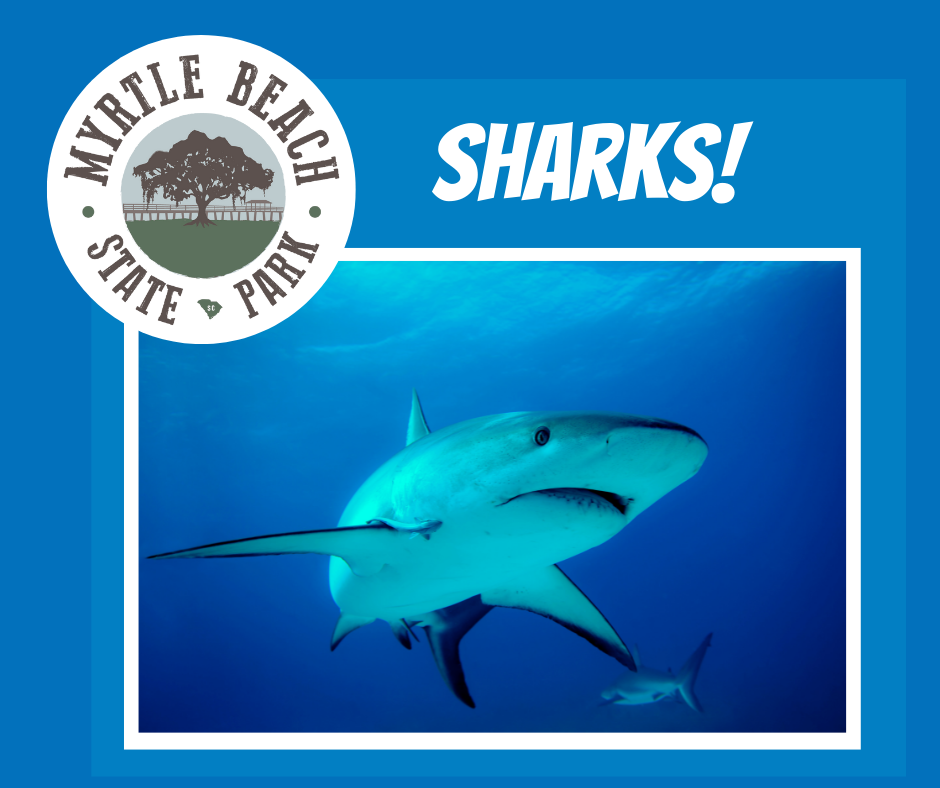 Sharks! A Myrtle Beach State Park sponsored program 