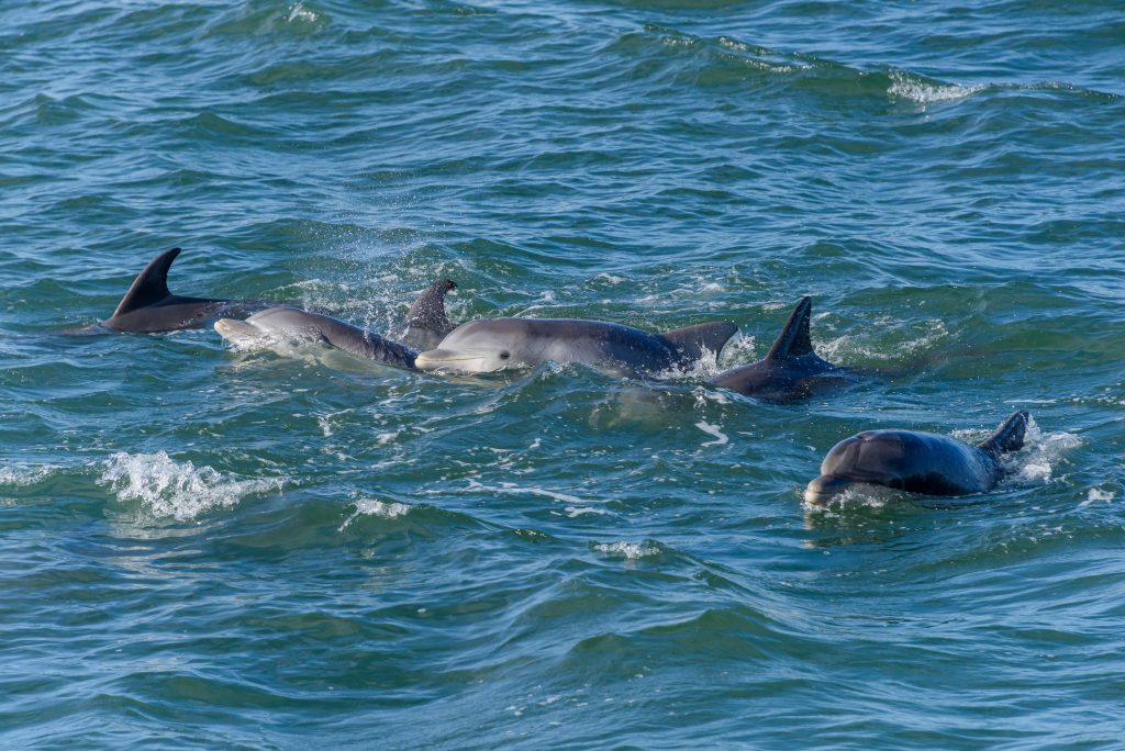 Blue Wave Adventures Dolphin Watch Tour